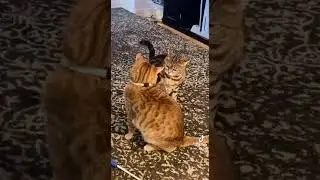 feisty Feline😹