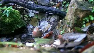🐦🎦 Chaffinch- Bluetit-Greattit-Wren-Robin-Chiffchaff-caught on cam @GardenBirdCamUK
