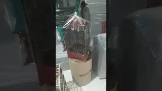 UPDATE STOCK REVIEW HARGA TERBARU DI KIOS KANDANG CENGKARENG FD SANGKAR