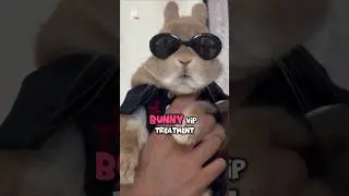 This is why grooming your bunny is so important! 🐰 #shorts #rabbit