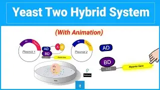 Yeast Two Hybrid System | Protein-Protein Interaction (Animation)