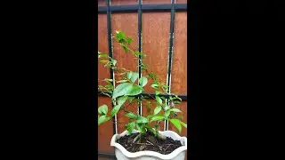 Pola dasar pembentukan bonsai windswept.. #poladasarbonsai #gayabonsai #belajarbonsai #hiphipgarden