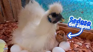 Qué pasó con los huevos que NO nacieron? 😱🐣