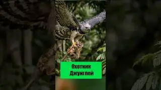 #гарпия#хищники#дикаяприрода#охота#джунгли#птицахищник#выживание#природа#документалка#живаяпланета