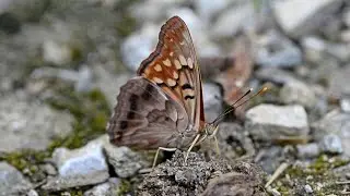 Asterocampa clyton  TAWNY EMPEROR then  HACKBERRY EMPEROR feeding 9048828