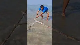 Hilsa fishing with a jigging net in the river #bait #fishing