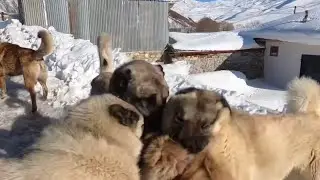 ORTALIK BİR ANDA KARIŞTI! İHALE ZALIMIN BAŞINA KALDI