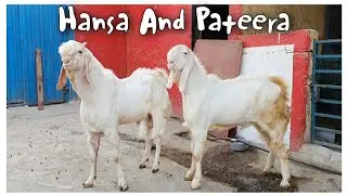 PATEERA Goat and Hansa Goat at STAR GOATS FARM Asif STD
