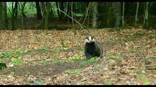 N&aring;r gr&aelig;vlingen kommer helt t&aelig;t p&aring; / When the Badger gets really close