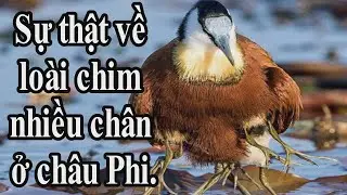 Jacana - lo&agrave;i chim kỳ lạ c&oacute; 
