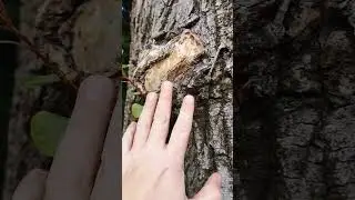 Alter Baum und neuer Trieb