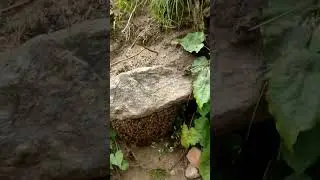 #beekeeper #beekeeping #apis #honeybee #honey #shortvideo