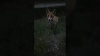 Кто из нас дикий #live #wildlife #деревня #subscribe #nature #animals #cute #funny #квадробика