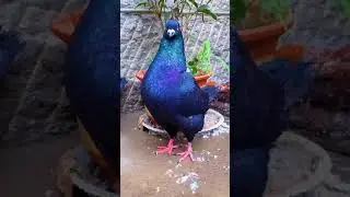 Pigeon Paki