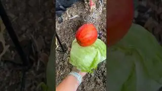 My Chickens LOVE this Simple Treat Hanger/Boredom Buster!🐓
