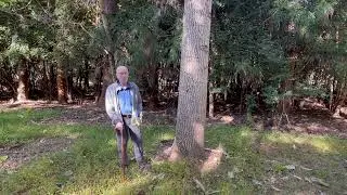 Paulownia Trees at Spring Valley Eco Farms, Fast Growing Timber & Sustainable Forestry