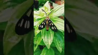 Cute Wasp Moth #shorts @COJ.Island