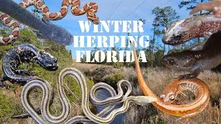 Finding a WILD Ratsnake Morph! | Salamander Migration