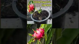 Growing Dragon Fruit at Home 🏡