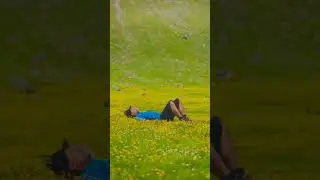 Chukail Maedow Mankial Swat || Chukail Banda ::صرف ایک جملہ میرے دوست کے لۓ ❤️🤞