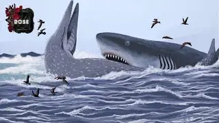 Cretodus Crassidens Biggest Shark Of The Mesozoic