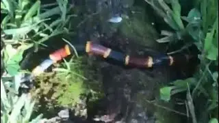 Lucas & Reagan messing with a Coral Snake (2020)