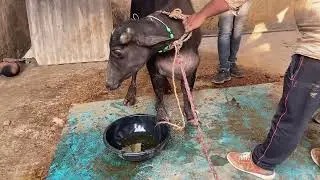 Oedematous swelling l Retention of urine l Dr umar khan