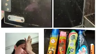 little white bugs mysterious battle with mites small tiny bugs insects (booklice )home cleaning
