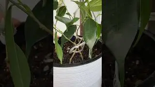 Часть 1. Плетение фикусов решеткой по кругу #plants #цветы #пересадка #фикус