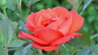 Rose processing