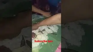Bang Tiko Mukbang Ikan Pake nasi #kokiko #shorts