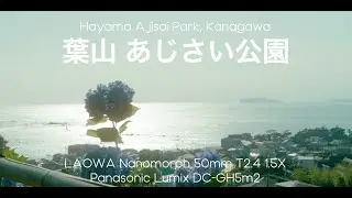 葉山 あじさい公園 | Lumix DC-GH5m2 Open Gate | LAOWA Nanomorph 50mm T2.4 1.5X Anamorphic Super35