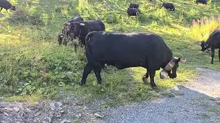 157 05/05 vaches d'H&eacute;rens cows Serin Anz&egrave;re Tseuzier Crans-Montana CH-VS