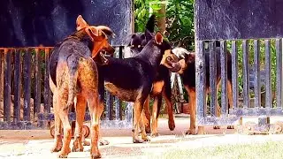Happy to meeting love cute dog sambath come to visit home cheachea they are try to Relationships