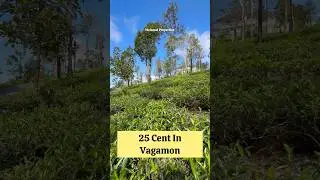 25 Cents Beautiful Tea Plantation For Sale In Vagamon