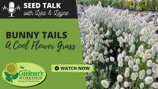 Seed Talk #86 - Bunny Tails - A 'Cool Flower' Grass