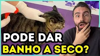 Os gatos podem tomar banho a seco?