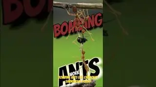 Explosive Defense: How Bombing Ants Protect Their Colonies!😮 #ytshorts #viralvideo #shortsfeed