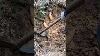 Digging for winter bamboo shoots! 🌱