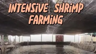 Intensive Shrimp Farming in biofloc system