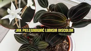Jak pielęgnować ludisia discolor 