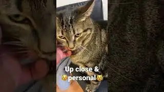 Up close and personal with Kai the clich&eacute; cat 🐈&zwj;⬛  #shorts ￼