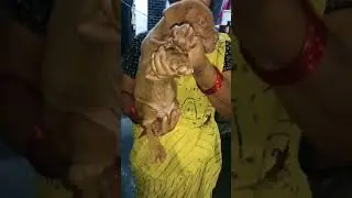 French mastiff Puppy