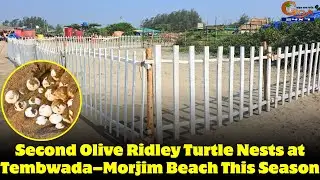 Second Olive Ridley Turtle Nests at Tembwada&ndash;Morjim Beach This Season.