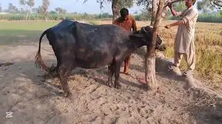 Horse breeding process horse enjoying video wow that's awesome 