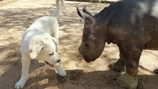 Rhino, dog and sheep: amazing rescue and friendship for life