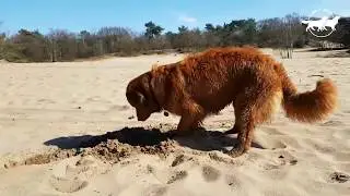 Tollers in dog's paradise! - Nova Scotia Duck Tolling Retrievers