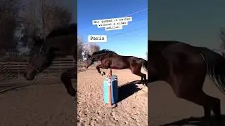 #horsemanship #horse #horseplay #horseenthusiast #equestrian #horsesport #horsefan #horseriding