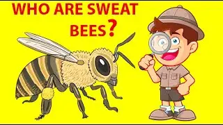 Who Are Sweat Bees (Halictidae)? Where Are Sweat Bees Living? Story of Entomologist.
