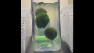 Marimo moss ball spinner makes me feel so tranquil